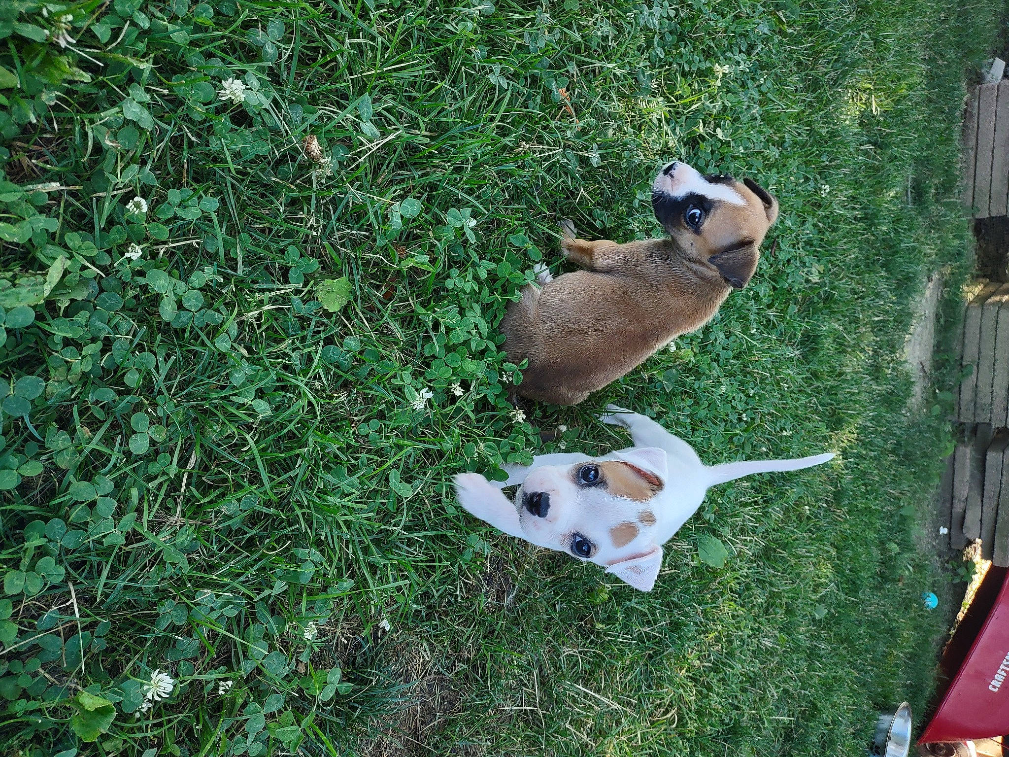 Zyla is registered to the contest to win money with this photo: canidae, fawn, fish, grass, grass_family, grassland, groundcover, landscape, lawn_ornament, leisure, pattern, plant, recreation, seabird, snout, tail, terrestrial_animal, toy, wildlife, wing