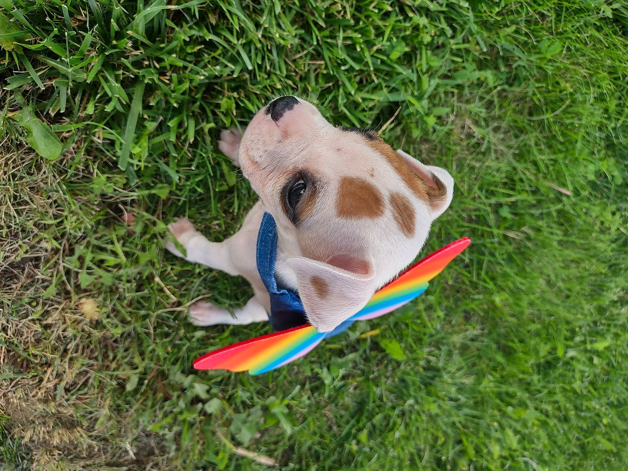 Zyla joined the competition — help win amazing prizes! electric_blue, fawn, fish, grass, musical_instrument, ray_finned_fish, recreation, tail, toy, wood