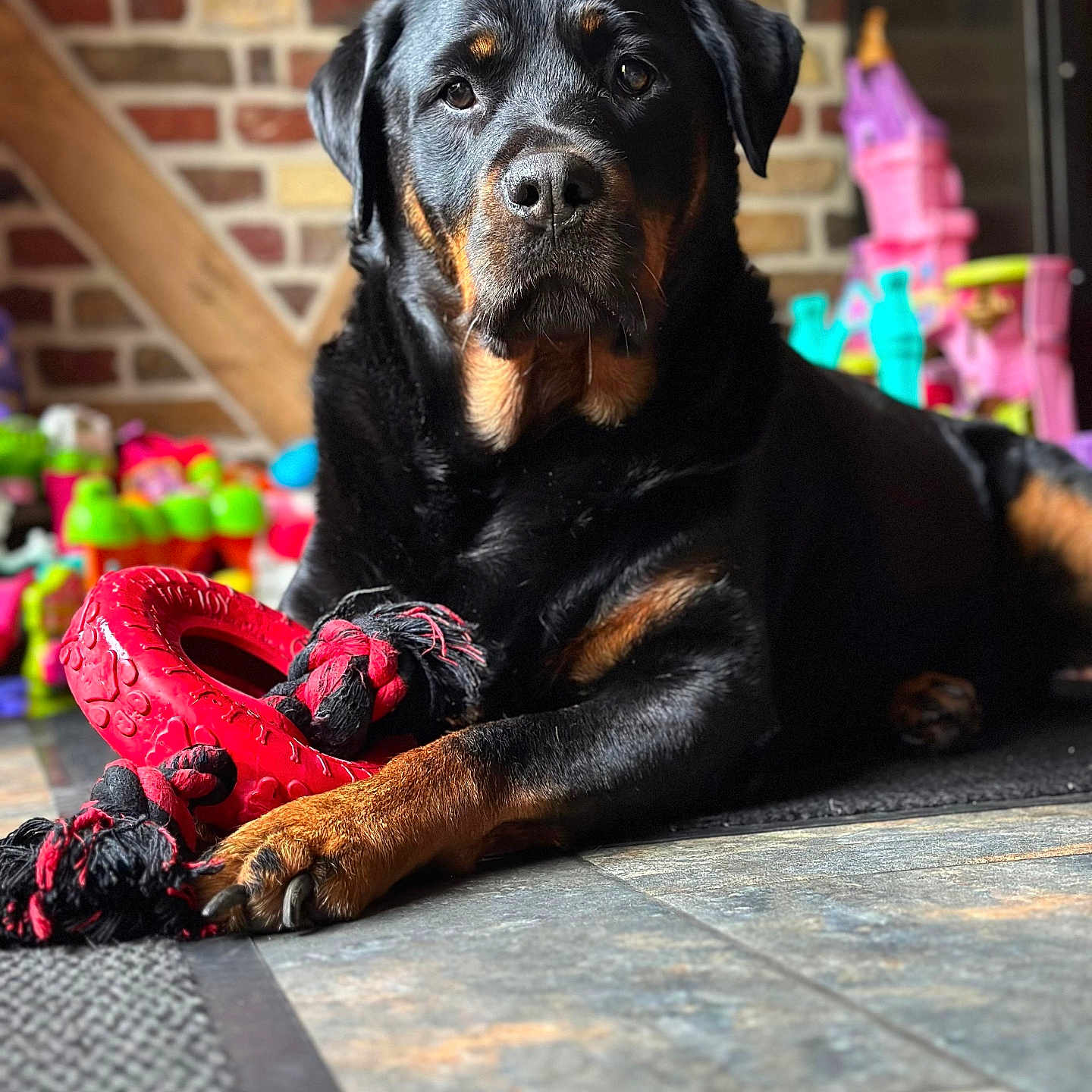 Naya a rejoint le concours — aidez-le/la à gagner de superbes lots ! animal, ball, brick, bulldog, canine, clothing, dog, face, footwear, head, hound, labradorretriever, person, pet, photography, portrait, puppy, shoe, sport, tennis
