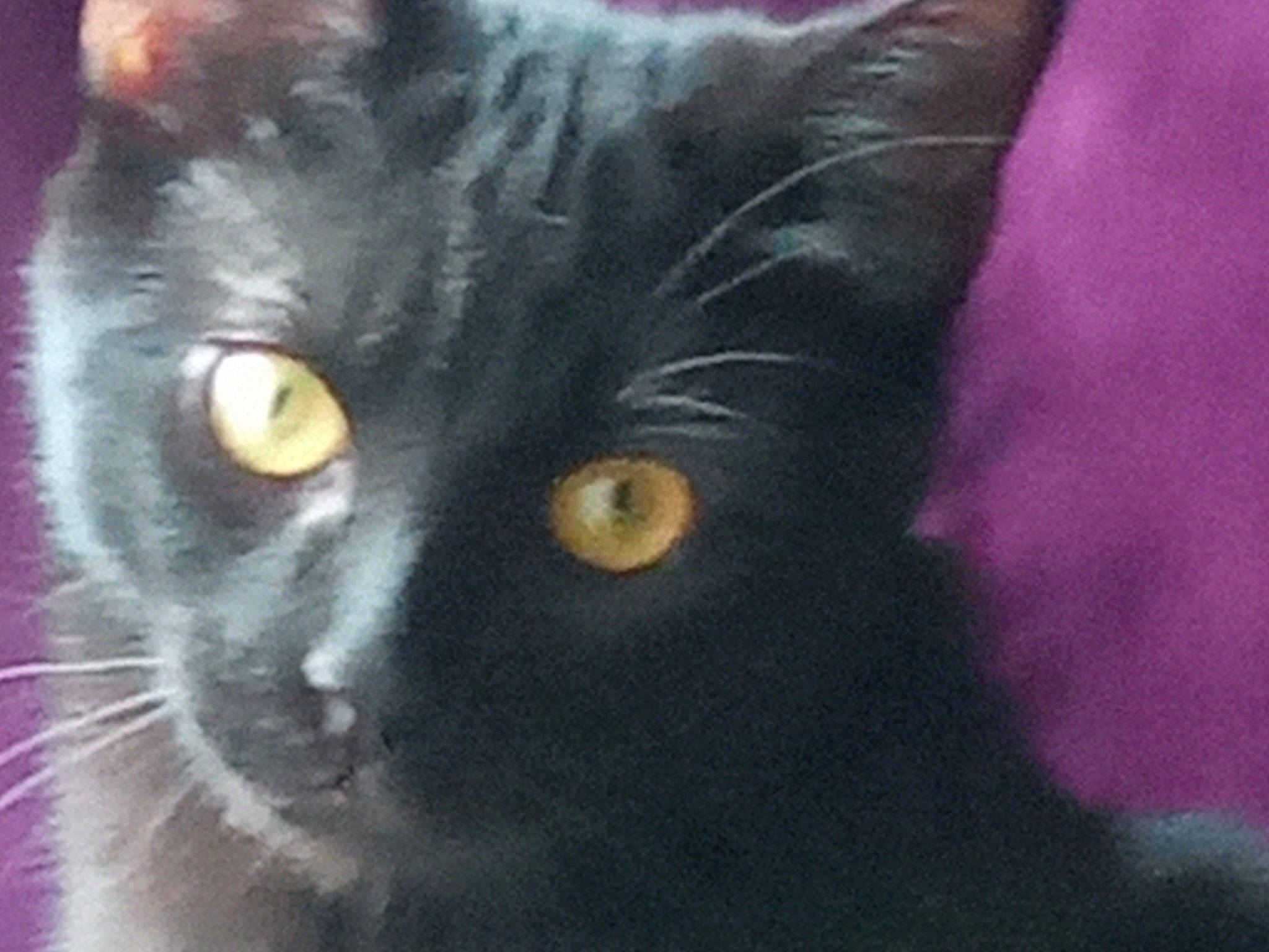 Taiji participe au concours pour gagner de l'argent avec cette photo : art, black_cat, bombay, carnivore, cat, domestic_short_haired_cat, electric_blue, felidae, fur, iris, small_to_medium_sized_cats, snout, terrestrial_animal, whiskers, window