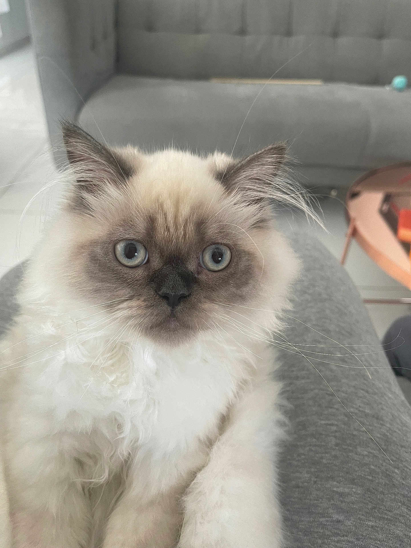Moka a rejoint le concours — aidez-le/la à gagner de superbes lots ! cat, fluffy, blue_eyes, indoor, pet, furniture, sofa, table, curious, close_up, whiskers, soft_fur, domestic_animal, mammal, cute, portrait, relaxed, house, gray, cozy