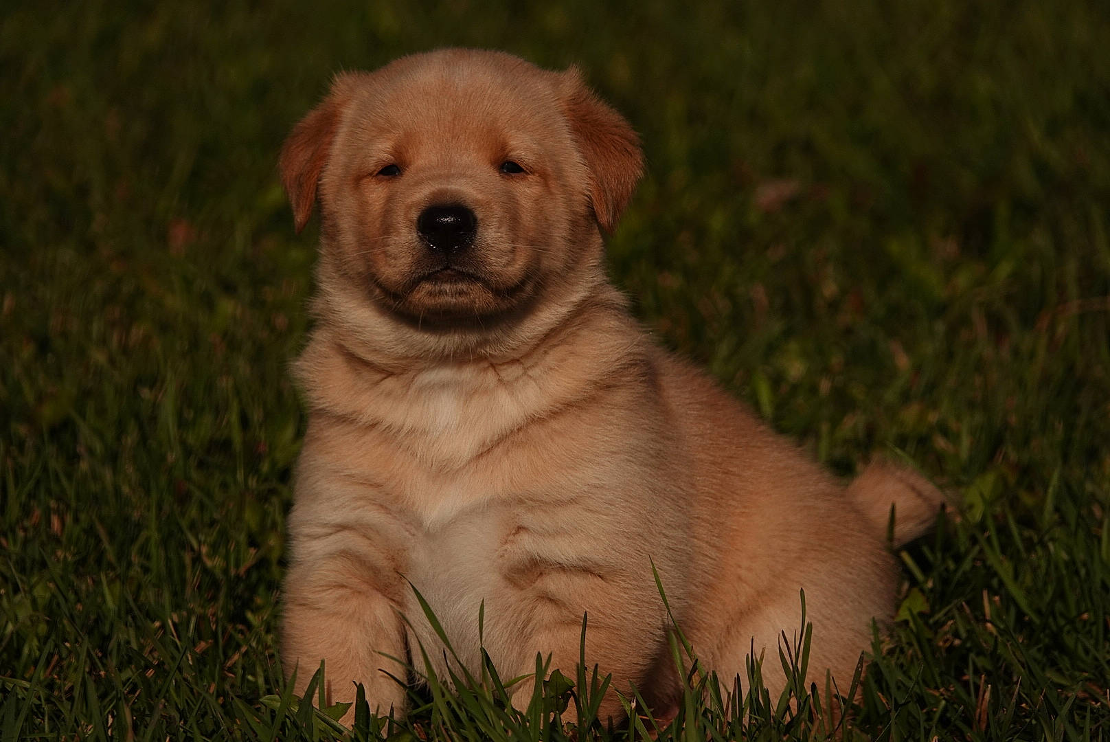 Gus Gus joined the competition — help win amazing prizes! canidae, carnivore, companion_dog, dog, dog_breed, fawn, fur, grass, grassland, labrador_retriever, plant, sky, snout, soil, sporting_group, terrestrial_animal, tree, whiskers, working_animal, wrinkle