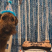 Tomasi is registered to the contest to win money with this photo: dog, birthday, party_hat, cake, bone_shaped_cake, plush_toy, decorations, streamers, celebration, table, chair, brown_dog, indoor, festive, colorful, happy, pet, closeup, fun, party