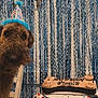 dog, birthday, party_hat, cake, bone_shaped_cake, plush_toy, decorations, streamers, celebration, table, chair, brown_dog, indoor, festive, colorful, happy, pet, closeup, fun, party