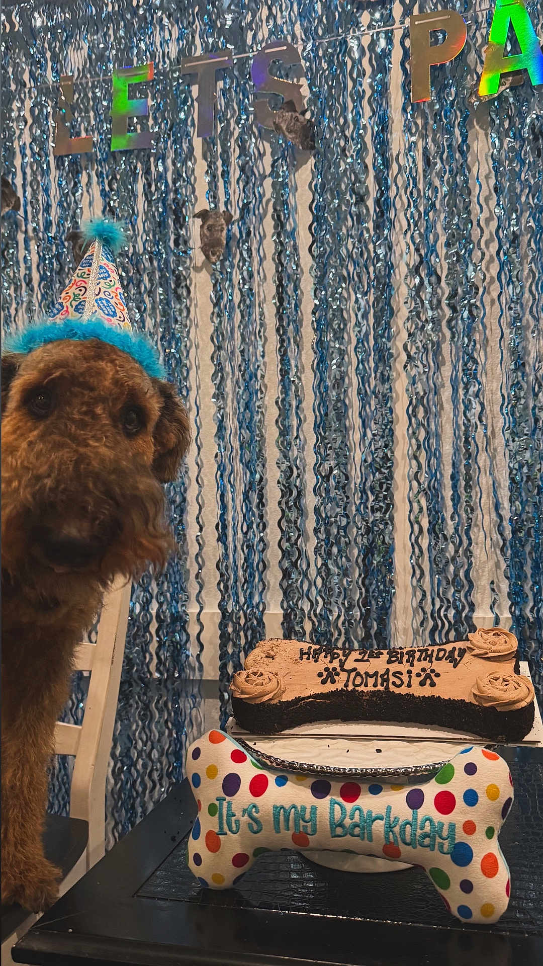 Tomasi is registered to the contest to win money with this photo: dog, birthday, party_hat, cake, bone_shaped_cake, plush_toy, decorations, streamers, celebration, table, chair, brown_dog, indoor, festive, colorful, happy, pet, closeup, fun, party