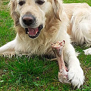 Oslo participe au concours pour gagner de l'argent avec cette photo : animal, bone, canine, chewing, closeup, daylight, dog, fur, golden_retriever, grass, happy, laying, muzzle, nature, outdoor, paw, pet, playful, snout, tongue