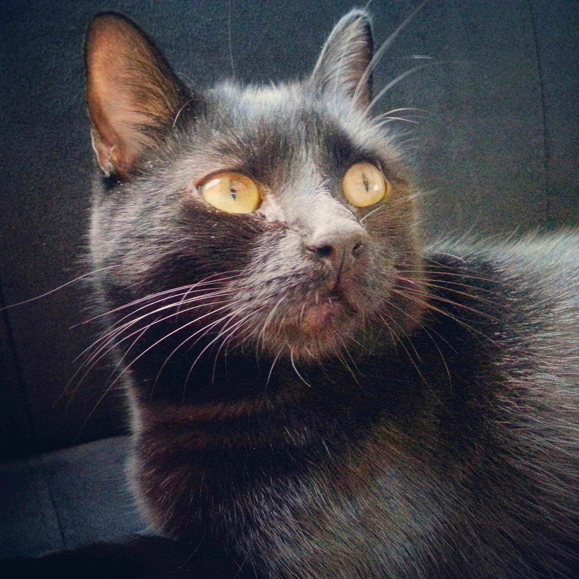 Yoruichi a rejoint le concours — aidez-le/la à gagner de superbes lots ! black_cat, cat, pet, animal, feline, whiskers, close_up, yellow_eyes, fur, portrait, indoor, looking_away, cute, domestic_cat, mammal, face, ears, nose, alert, sitting