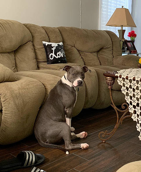 Bella is registered to the contest to win money with this photo: american_bulldog, american_pit_bull_terrier, canidae, carnivore, comfort, companion_dog, couch, dog, dog_breed, fawn, floor, furniture, great_dane, interior_design, loveseat, non_sporting_group, room, weimaraner