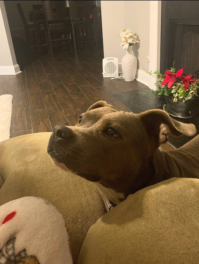 Bella is registered to the contest to win money with this photo: american_pit_bull_terrier, canidae, carnivore, companion_dog, dog, dog_breed, fawn, interior_design, labrador_retriever, pit_bull, potcake_dog, rhodesian_ridgeback, snout, sporting_group, window