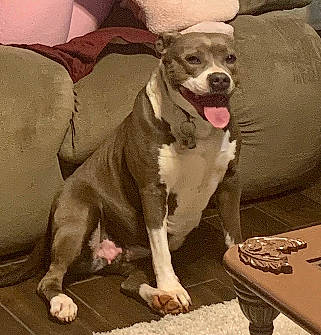 Bella is registered to the contest to win money with this photo: american_pit_bull_terrier, bully_kutta, canidae, carnivore, dog, dog_breed, fawn, mammal, non_sporting_group, pit_bull, puppy, rare_breed_dog, snout, sporting_group, vertebrate