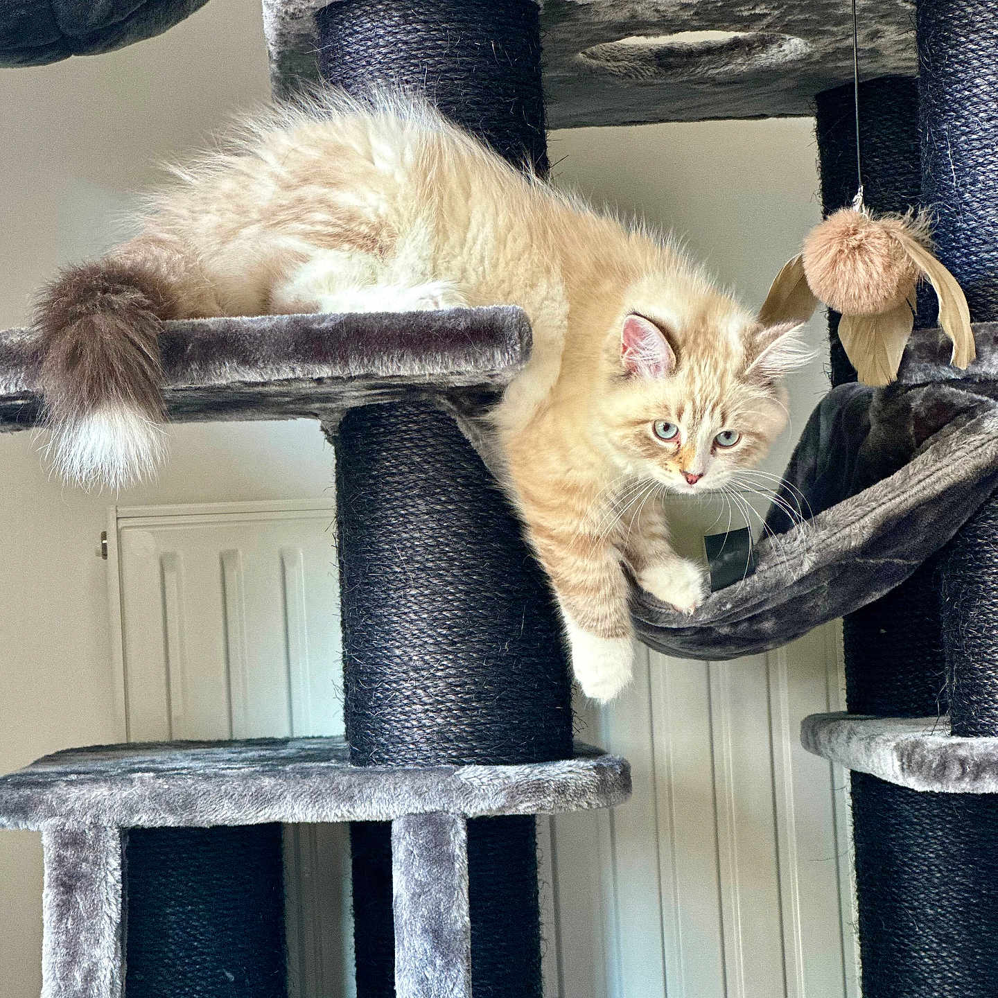 Zeus participe au concours pour gagner de l'argent avec cette photo : abyssinian, alloywheel, angora, animal, car, carwheel, cat, furniture, handrail, kitten, machine, manx, pet, shelf, spoke, tire, transportation, vehicle, wheel, wood