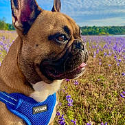 Rue is registered to the contest to win money with this photo: dog, french_bulldog, pet, brown_fur, blue_harness, voyager_label, tongue_out, ears, whiskers, closeup, portrait, outdoor, field, purple_flowers, meadow, sky, clouds, sunlight, happy, grass