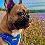 dog, french_bulldog, pet, brown_fur, blue_harness, voyager_label, tongue_out, ears, whiskers, closeup, portrait, outdoor, field, purple_flowers, meadow, sky, clouds, sunlight, happy, grass