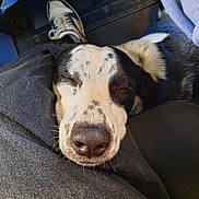 Popy participe au concours pour gagner de l'argent avec cette photo : dog, black_and_white, resting, closed_eyes, fur, snout, lap, shoe, casual, relaxation, indoor, comfort, sleepy, person, clothing, fabric, close_up, pet, animal, cozy