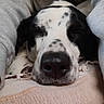 Popy participe au concours pour gagner de l'argent avec cette photo : dog, close_up, black_and_white, sleepy, resting, blanket, person, arms, cozy, indoor, fur, snout, nose, pet, companion, comfort, relaxation, cuddle, soft, warm