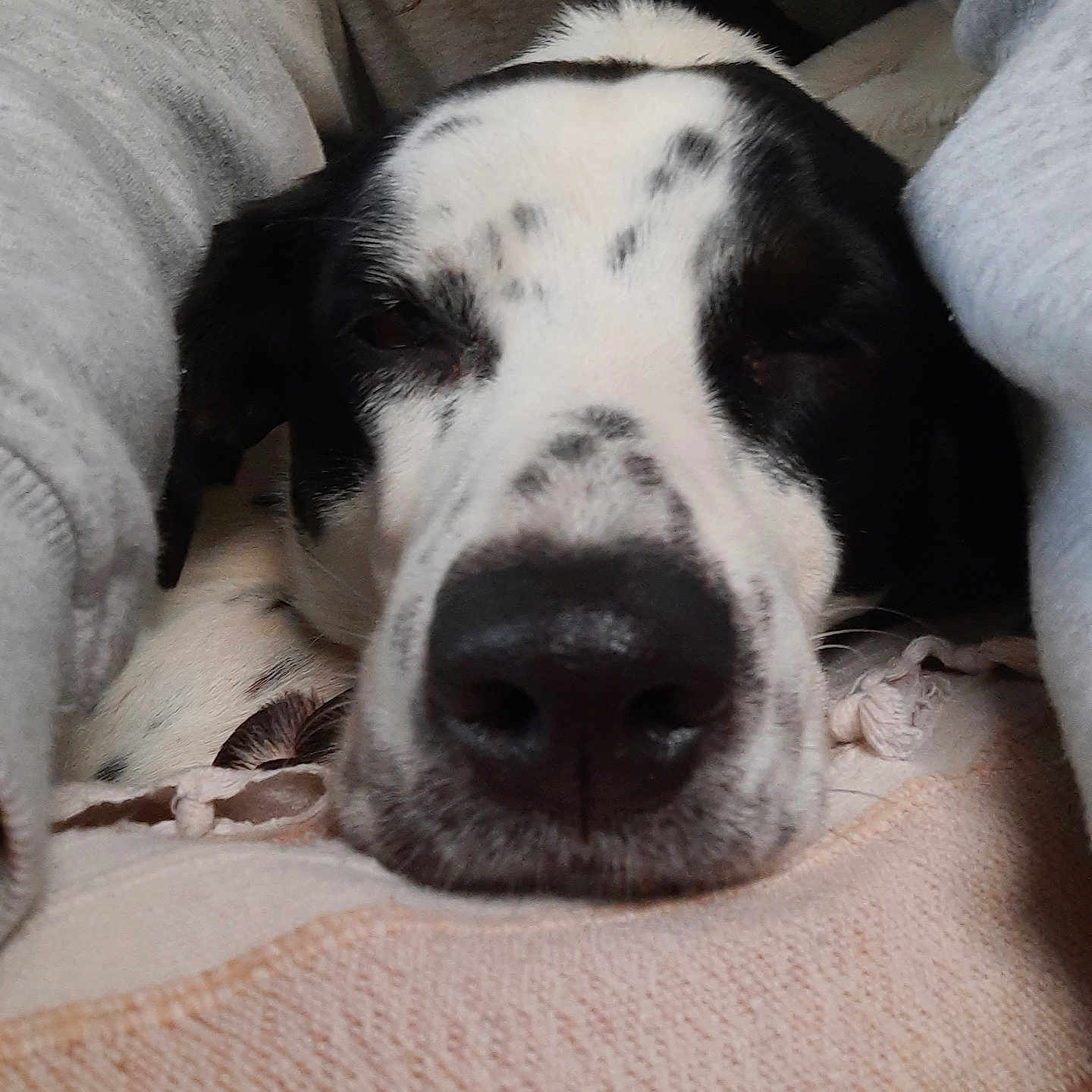 Popy participe au concours pour gagner de l'argent avec cette photo : dog, close_up, black_and_white, sleepy, resting, blanket, person, arms, cozy, indoor, fur, snout, nose, pet, companion, comfort, relaxation, cuddle, soft, warm