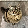 Neville is registered to the contest to win money with this photo: cat, tabby, long_hair, green_eyes, pet, feline, whiskers, portrait, looking_up, fluffy, indoor, hardwood_floor, rug, paw, tail, ears, nose, sitting, domestic_cat, curious