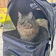 Neville is registered to the contest to win money with this photo: cat, tabby_cat, pet_stroller, mesh_screen, canopy, stroller, green_eyes, fluffy, whiskers, ears, zipper, fabric, close_up, backyard, fence, outdoor, pavement, contained, transport, cute
