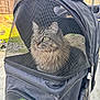 cat, tabby_cat, pet_stroller, mesh_screen, canopy, stroller, green_eyes, fluffy, whiskers, ears, zipper, fabric, close_up, backyard, fence, outdoor, pavement, contained, transport, cute