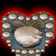 Koko joined the competition — help win amazing prizes! animal, blue_couch, cat, collage, couch, cozy, curled_up, cute, feline, heart_shape, indoor, love, multiple_images, patterned_pillow, pet, red_glow, repetition, resting, sleeping, white_cat