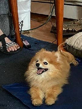 Tyke is registered to the contest to win money with this photo: canidae, carnivore, chair, companion_dog, dog, dog_breed, fawn, flooring, fur, german_spitz, german_spitz_klein, maltepoo, non_sporting_group, puppy, snout, spitz, sporting_group, toy_dog, whiskers, wood