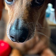 Hammy joined the competition — help win amazing prizes! dog, close_up, nose, paw, fur, animal, pet, indoor, brown, black_nose, claw, blurred_background, focus, texture, domestic_animal, canine, macro, portrait, lying_down, cozy