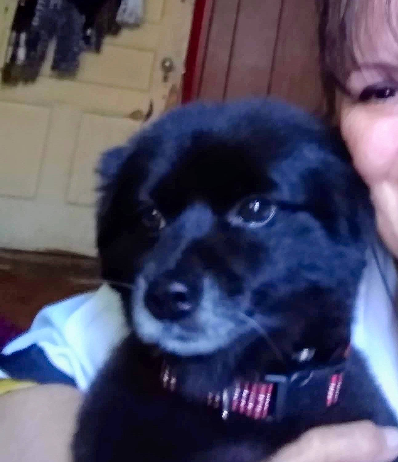 Bentley joined the competition — help win amazing prizes! borador, canidae, carnivore, collar, companion_dog, dog, dog_breed, dog_collar, door, electric_blue, fur, non_sporting_group, paw, plant, puppy_love, snout, sporting_group, whiskers, working_animal, working_dog