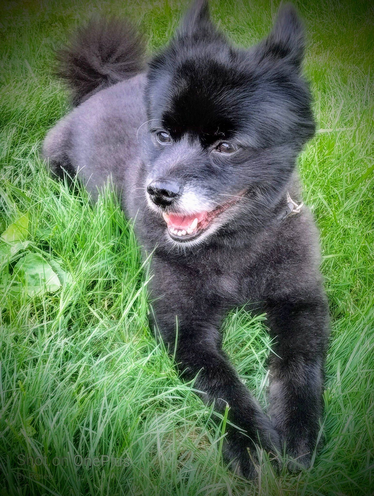 Bentley joined the competition — help win amazing prizes! ancient_dog_breeds, canidae, carnivore, companion_dog, dog, dog_breed, fur, grass, non_sporting_group, plant, snout, sporting_group, terrestrial_animal, wildlife, working_animal, working_dog