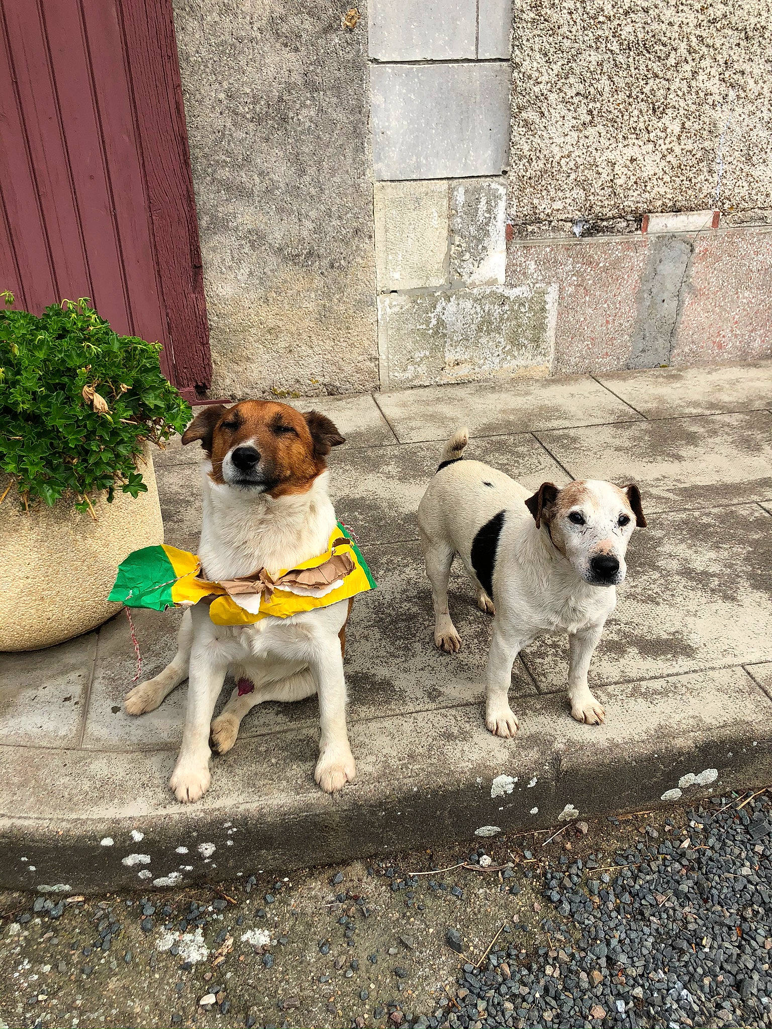 Minus participe au concours pour gagner de l'argent avec cette photo : canidae, carnivore, collar, companion_dog, dog, dog_breed, dog_collar, dog_supply, fawn, flowerpot, leash, pet_supply, plant, road_surface, sidewalk, snout, sporting_group, tail, terrier, working_animal