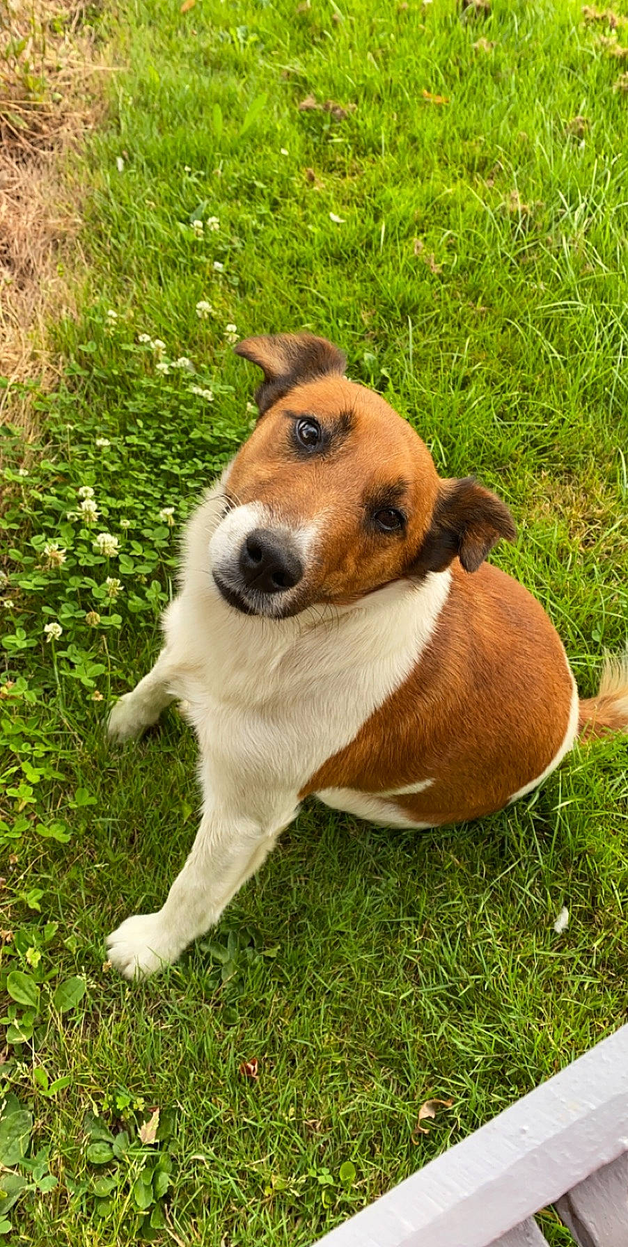 Minus a rejoint le concours — aidez-le/la à gagner de superbes lots ! ancient_dog_breeds, canidae, carnivore, companion_dog, dog, dog_breed, fawn, fur, grass, groundcover, herding_dog, plant, sporting_group, terrestrial_animal, whiskers, wildlife, working_animal, working_dog