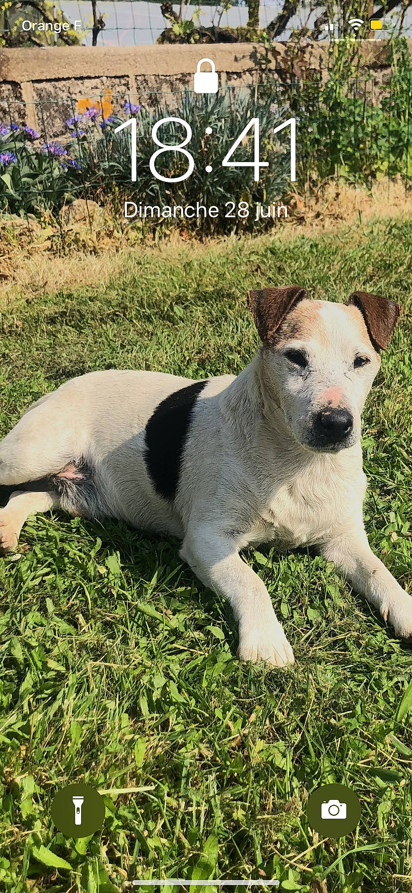 Disco participe au concours pour gagner de l'argent avec cette photo : canidae, carnivore, collar, companion_dog, dog, dog_breed, fawn, grass, grassland, groundcover, landscape, photo_caption, plant, puppy, snout, sporting_group, terrestrial_animal, terrier, working_animal, working_terrier