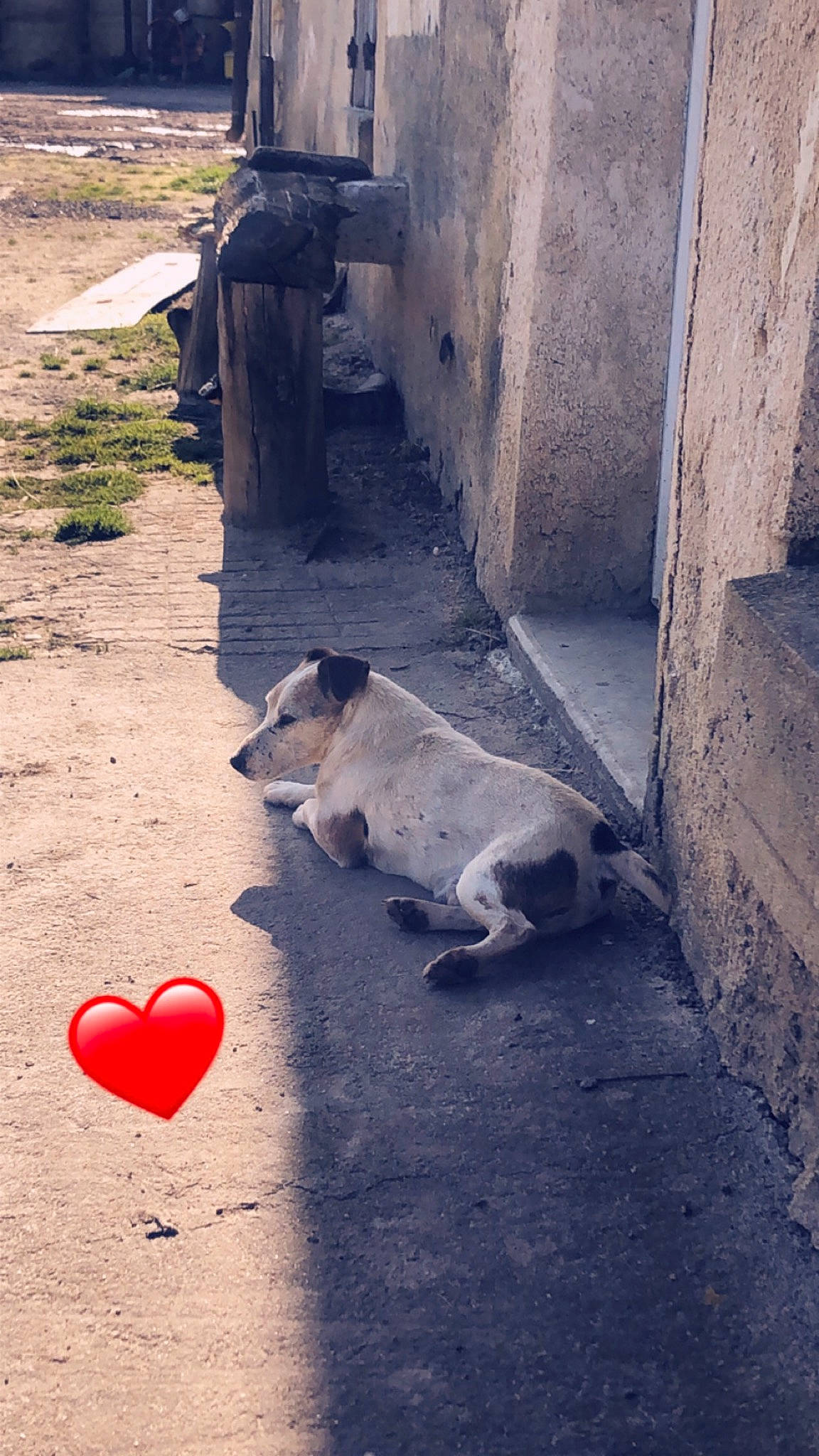 Disco a rejoint le concours — aidez-le/la à gagner de superbes lots ! adaptation, asphalt, blue, carmine, carnivore, companion_dog, concrete, dog_breed, felidae, flooring, grass, landscape, road_surface, shadow, sky, soil, sunlight, tail, tints_and_shades, wall