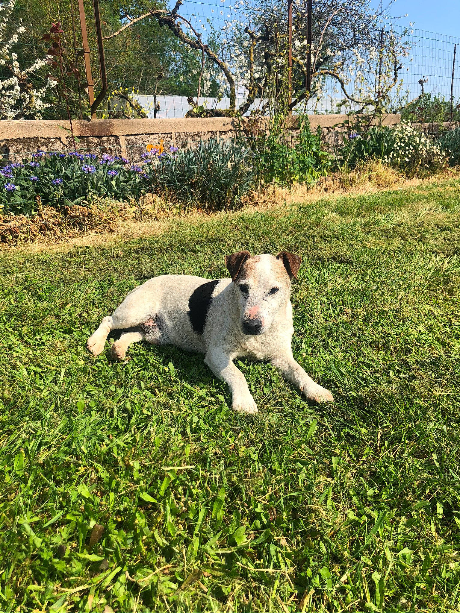 Disco a rejoint le concours — aidez-le/la à gagner de superbes lots ! carnivore, collar, companion_dog, dog, dog_breed, dog_collar, field, grass, grassland, guard_dog, landscape, livestock, pasture, plant, shrub, sky, soil, tail, tree, working_animal