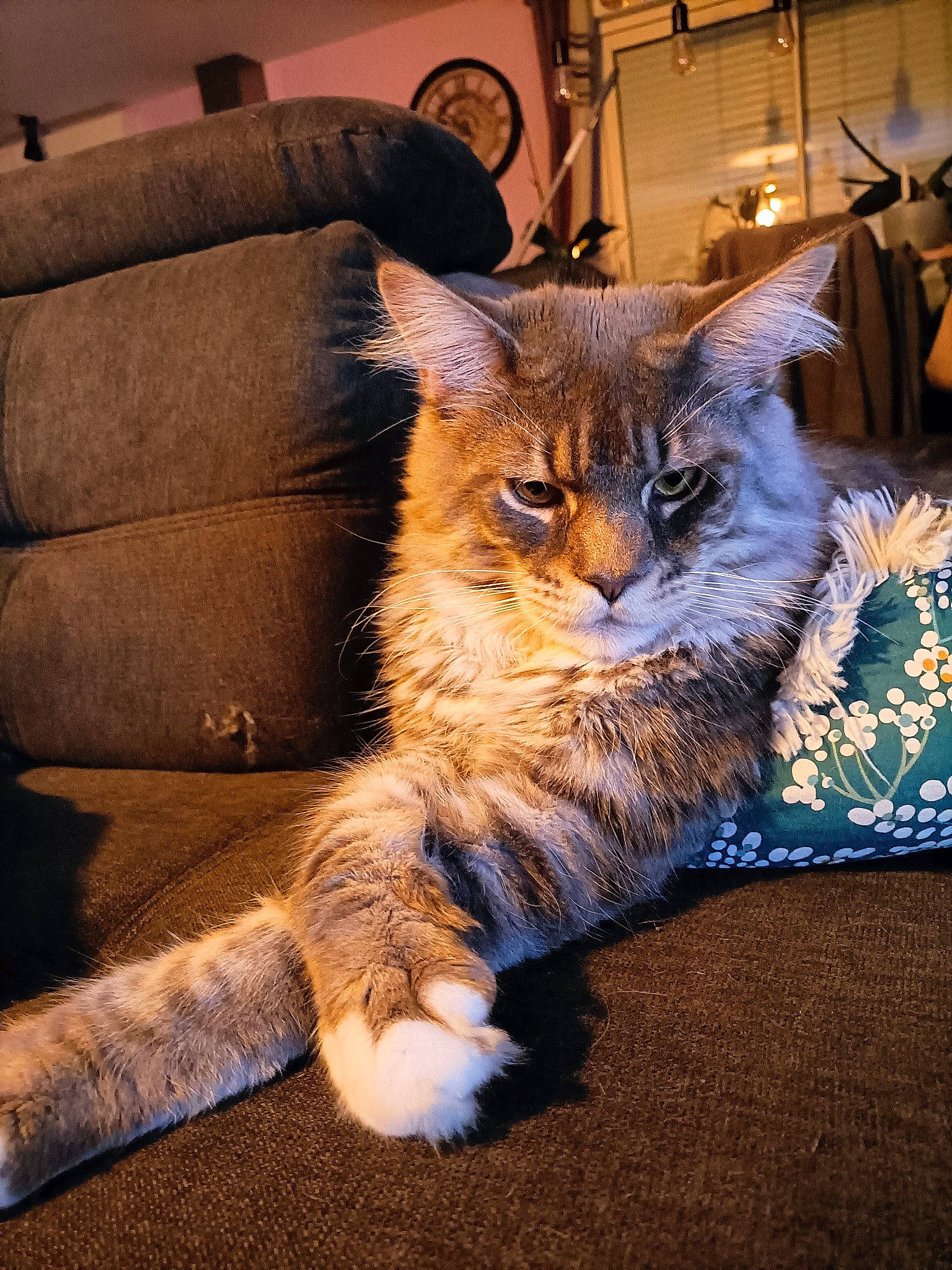 Turbo participe au concours pour gagner de l'argent avec cette photo : carnivore, cat, claw, comfort, couch, domestic_short_haired_cat, electric_blue, fawn, felidae, flooring, fur, living_room, small_to_medium_sized_cats, snout, sofa_bed, studio_couch, tail, terrestrial_animal, whiskers, wood