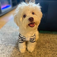 Ocho is registered to the contest to win money with this photo: adorable, animal, carpet, companion, cute, dog, fluffy, friendly, furniture, happy, home, indoor, living_room, looking_up, pet, sitting, small_dog, striped_shirt, tongue_out, white_dog