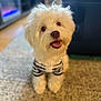 adorable, animal, carpet, companion, cute, dog, fluffy, friendly, furniture, happy, home, indoor, living_room, looking_up, pet, sitting, small_dog, striped_shirt, tongue_out, white_dog