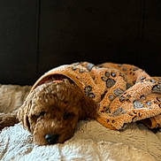 Milo joined the competition — help win amazing prizes! animal, bed, blanket, brown, canine, comfort, cozy, cute, dog, fur, fur_texture, indoor, paw_prints, pet, relaxed, resting, sleeping, snuggled, soft, warm