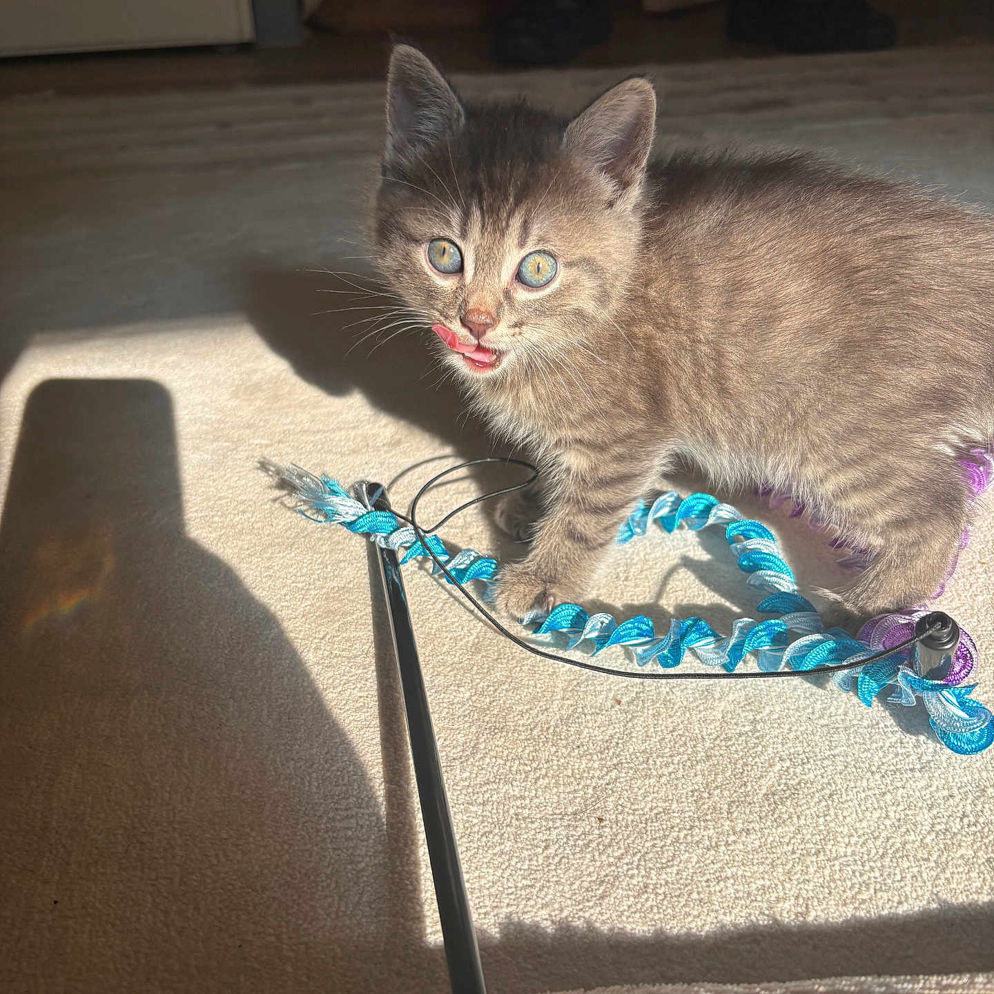 Mimi a rejoint le concours — aidez-le/la à gagner de superbes lots ! carpet, cat, colorful, cord, cute, ears, eyes, feline, floor, indoor, kitten, pet, playful, shadow, small, sunlight, tongue, toy, whiskers, young