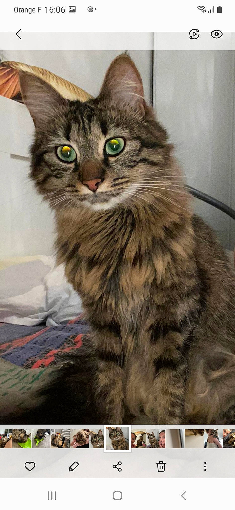 Guapa participe au concours pour gagner de l'argent avec cette photo : carnivore, cat, domestic_short_haired_cat, felidae, fur, paw, rectangle, small_to_medium_sized_cats, snout, tail, terrestrial_animal, whiskers