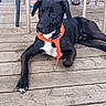 Rocket a rejoint le concours — aidez-le/la à gagner de superbes lots ! animal, bandana, black_dog, calm, casual_clothing, chair, companion, daylight, dog, legs, orange_bandana, outdoor, person, pet, relaxing, resting, sandals, summer, table, wooden_deck