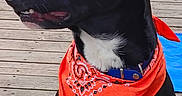 Rocket a rejoint le concours — aidez-le/la à gagner de superbes lots ! animal, attentive, bandana, black_dog, canine, collar, daylight, dog, domestic_animal, ears, fence, nature, orange_bandana, outdoor, pet, portrait, side_view, sitting, white_chest, wooden_deck