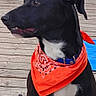 animal, attentive, bandana, black_dog, canine, collar, daylight, dog, domestic_animal, ears, fence, nature, orange_bandana, outdoor, pet, portrait, side_view, sitting, white_chest, wooden_deck