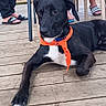 Rocket participe au concours pour gagner de l'argent avec cette photo : animal, black_dog, casual_clothing, chair, companion, daylight, dog, legs, leisure, nature, orange_bandana, outdoor, people, pet, relaxing, resting, sandals, summer, table, wooden_deck