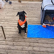 Rocket a rejoint le concours — aidez-le/la à gagner de superbes lots ! animal, backyard, bandana, black_dog, canine, dog, dog_crate, domestic_animal, fence, greenery, leisure, outdoor, patio, pet, playful, resting, sitting, summer, toy, wooden_deck