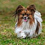 animal, canine, cute, daytime, dog, ears, friendly, fur, grass, happy, mammal, nature, outdoor, papillon, pet, playful, portrait, small_dog, tongue, walking