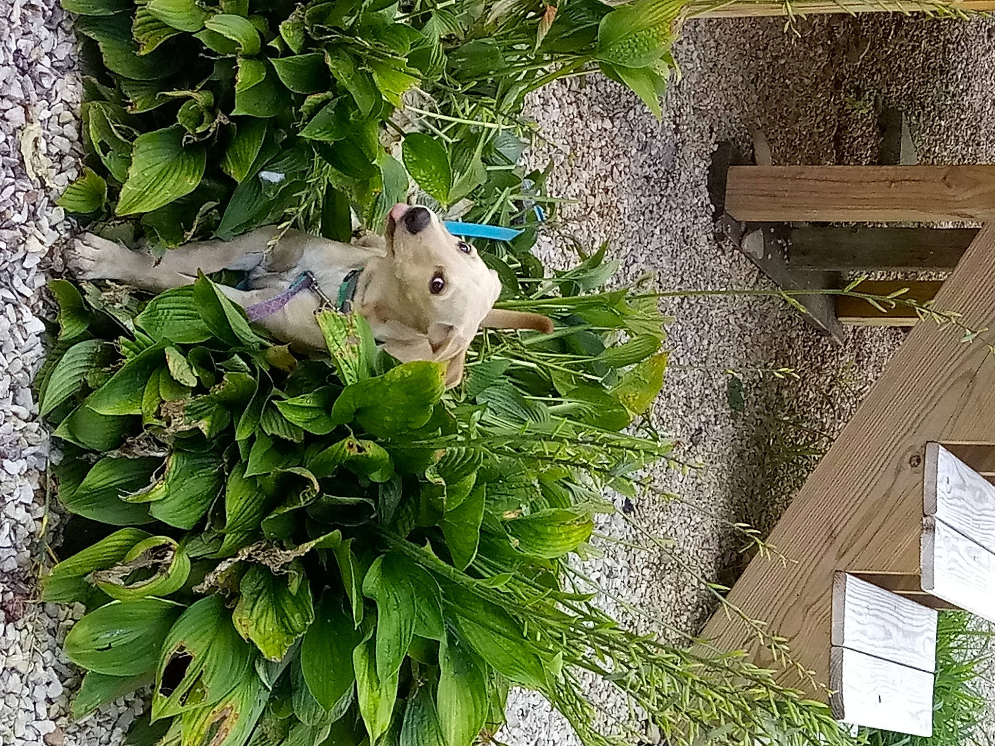 Maggie joined the competition — help win amazing prizes! biome, botany, carnivore, evergreen, fawn, flower, grass, groundcover, houseplant, leaf, nature, plant, shrub, terrestrial_plant, tree, twig, urban_design, vegetation, wall, wood