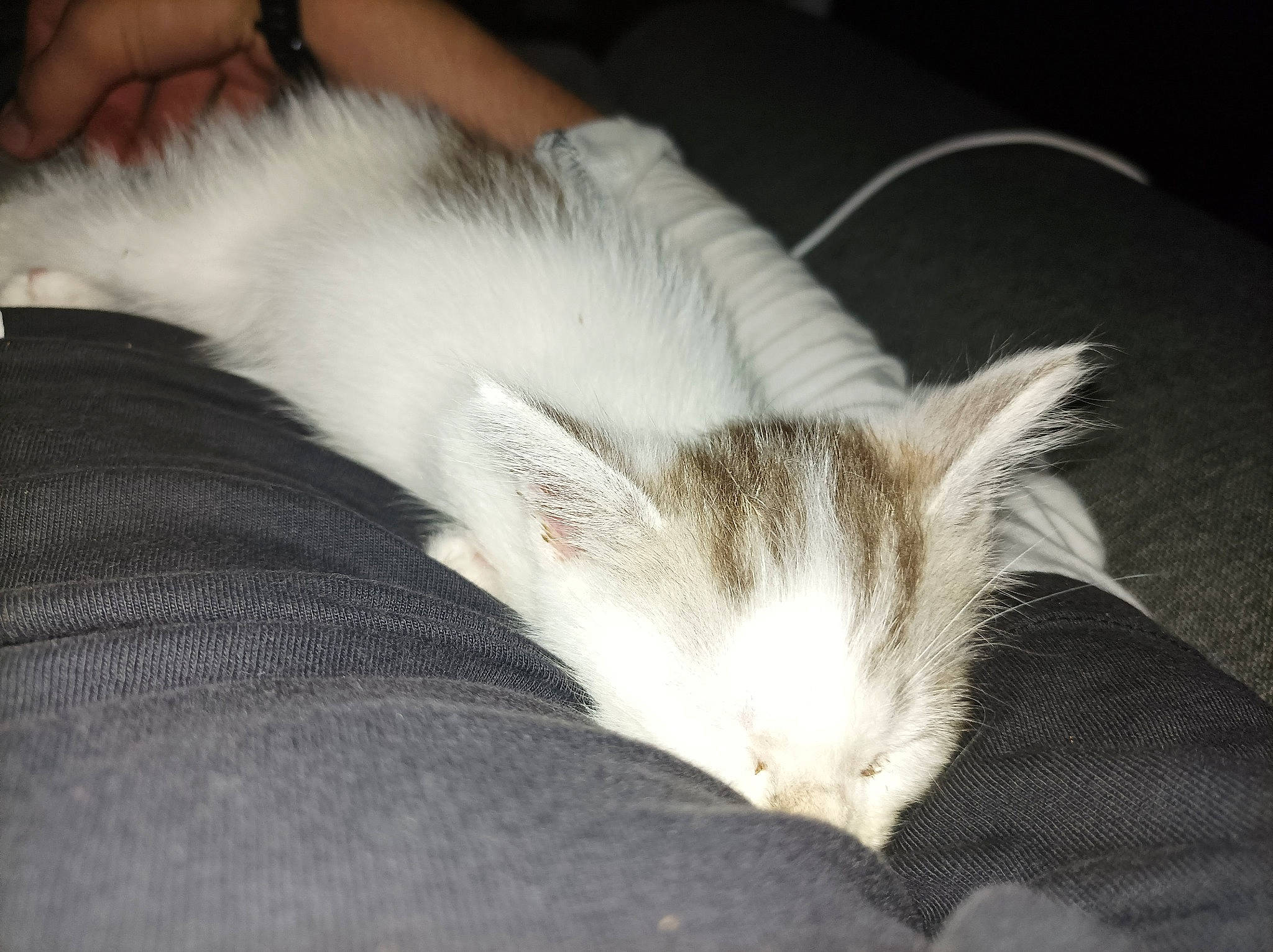 Caramel a rejoint le concours — aidez-le/la à gagner de superbes lots ! carnivore, cat, claw, comfort, domestic_short_haired_cat, felidae, fur, nap, paw, sleep, small_to_medium_sized_cats, snout, tail, whiskers