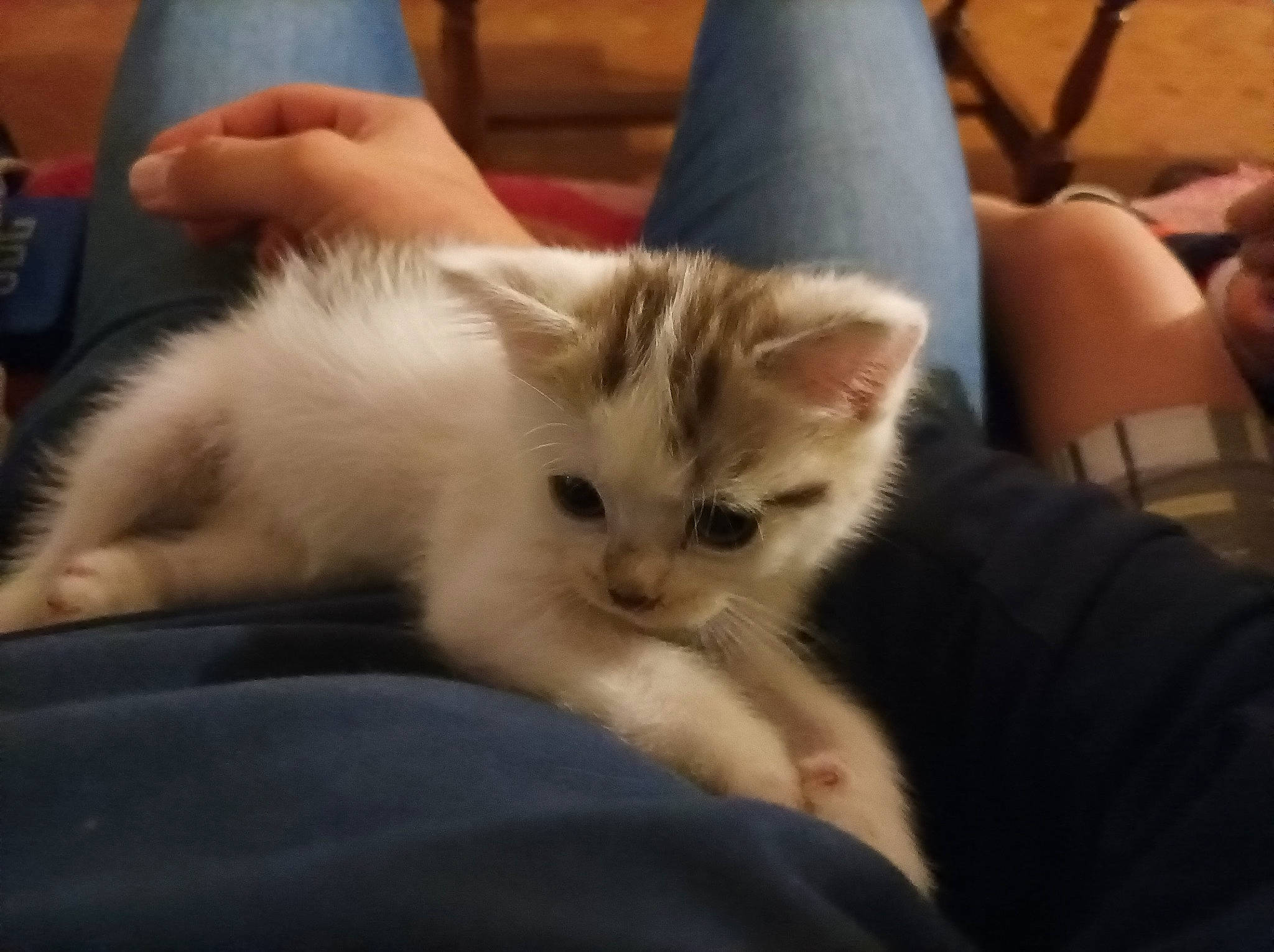 Caramel a rejoint le concours — aidez-le/la à gagner de superbes lots ! carnivore, cat, claw, comfort, couch, domestic_short_haired_cat, fawn, felidae, fur, paw, small_to_medium_sized_cats, snout, tail, whiskers