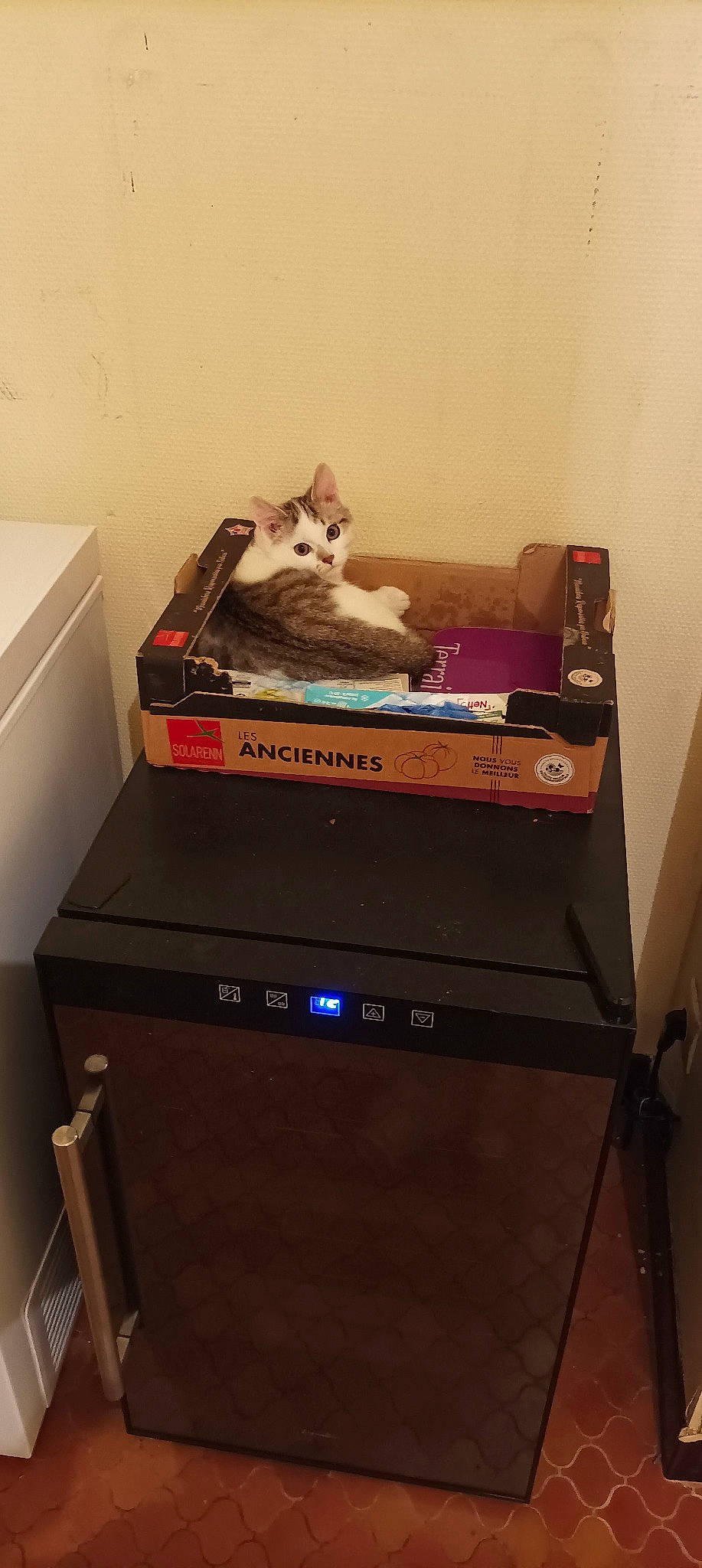 Caramel participe au concours pour gagner de l'argent avec cette photo : audio_equipment, audio_receiver, carnivore, cat, comfort, electronic_instrument, felidae, gadget, gas, hardwood, home_appliance, machine, major_appliance, musical_instrument, room, shelving, small_to_medium_sized_cats, tail, whiskers, wood