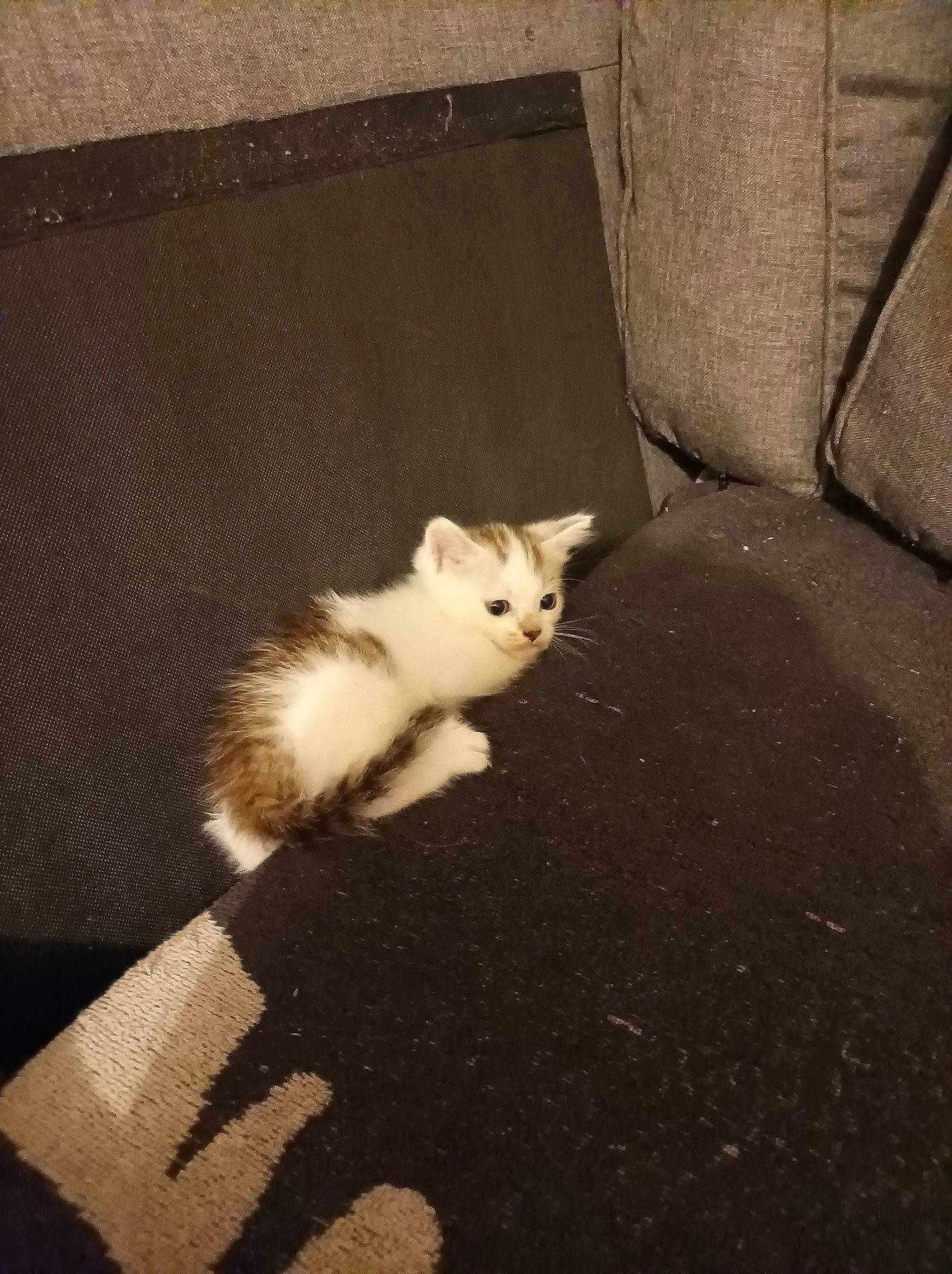 Caramel a rejoint le concours — aidez-le/la à gagner de superbes lots ! asphalt, carnivore, cat, darkness, domestic_short_haired_cat, fawn, felidae, flooring, fur, hardwood, paw, road_surface, room, shadow, small_to_medium_sized_cats, snout, tail, tints_and_shades, whiskers, wood